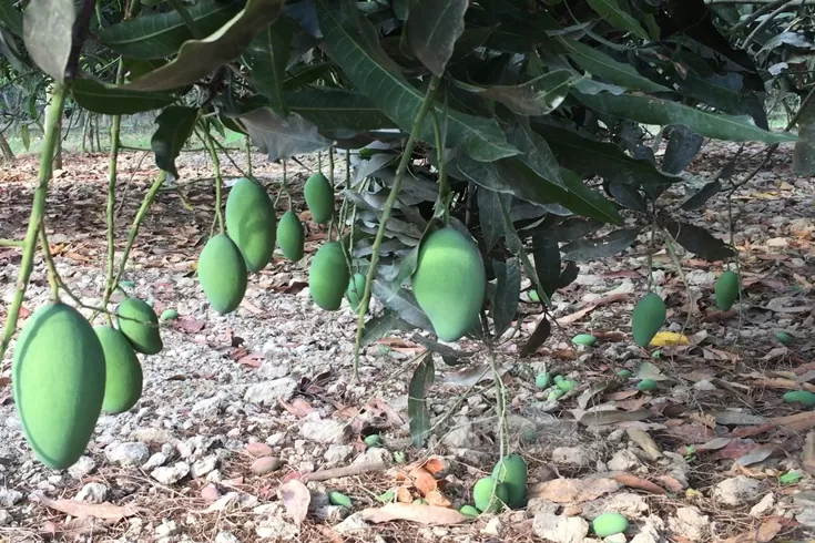 খরায়-ঝরছে-আমের-গুটি