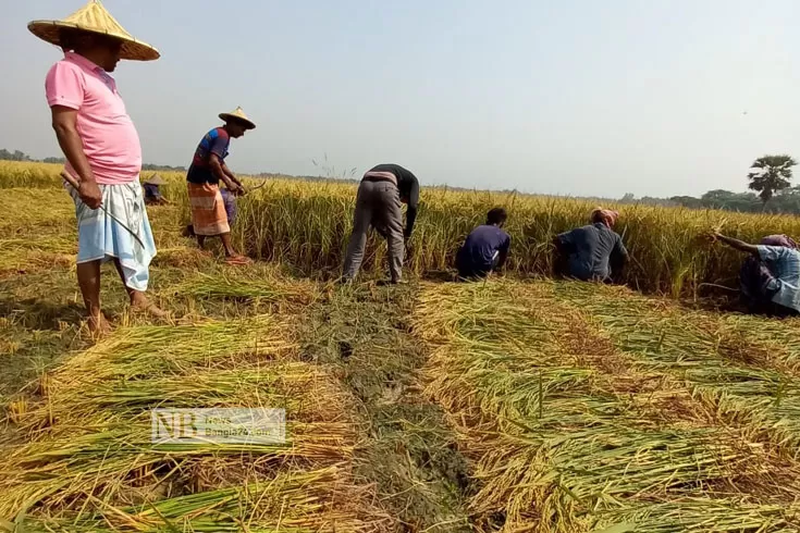 ২৭-টাকা-কেজি-দরে-বোরো-কিনছে-সরকার