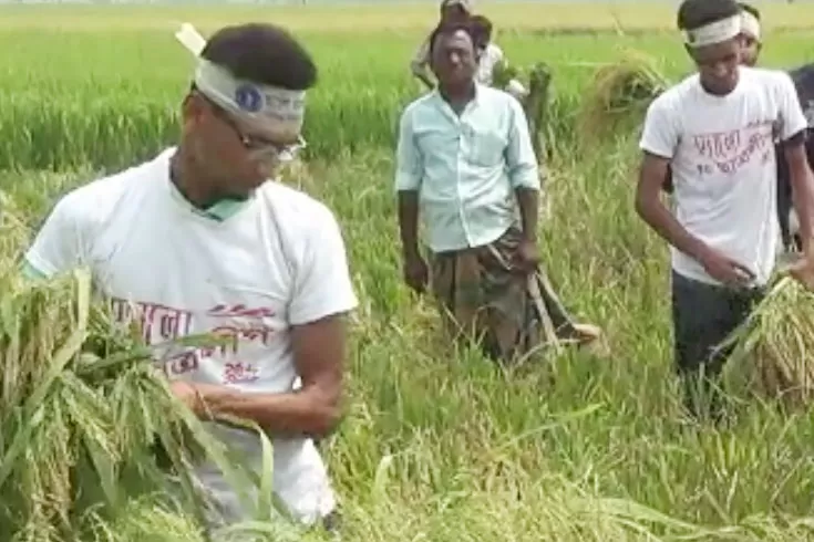 ধান-কেটে-মাড়াই-করে-ঘরে-তুলে-দিল-ছাত্রলীগ