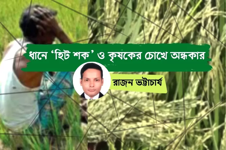 ধানে-হিট-শক-ও-কৃষকের-চোখে-অন্ধকার