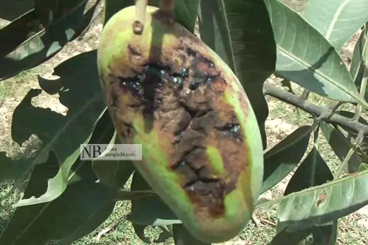 আমের পোকা 