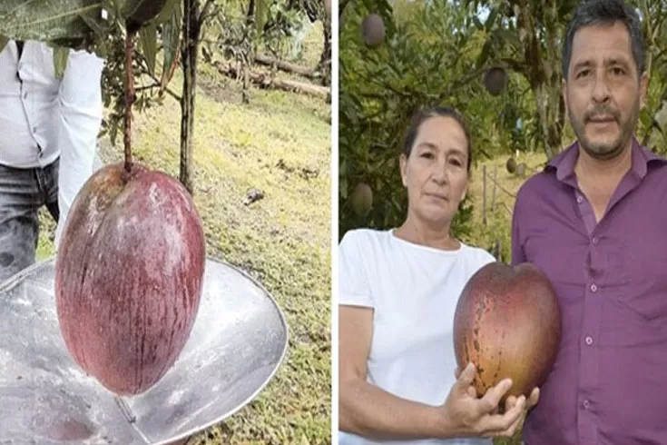 গিনেস-বুকে-সোয়া-৪-কেজির-আম