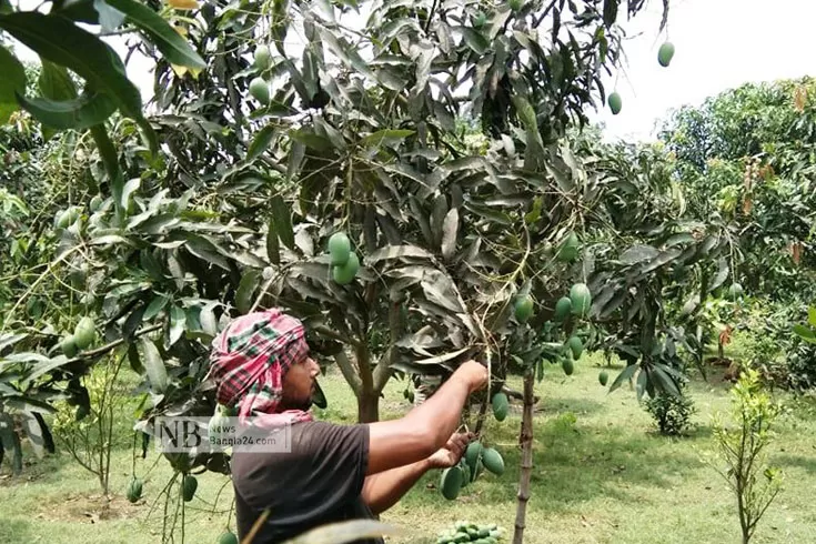 সাত মাস পর বৃষ্টি এলো ‘আমের রাজধানীতে’