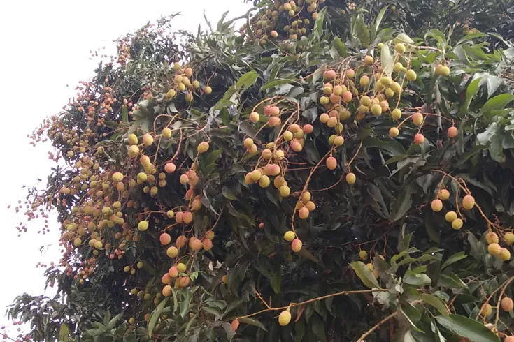 বৃষ্টি না হওয়ায় পাহাড়ে লিচুর ফলন কম