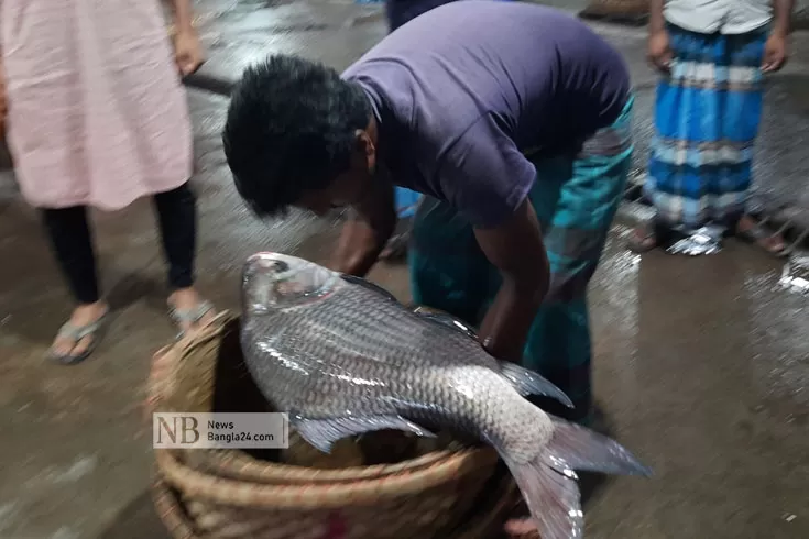 মেঘনায়-ধরা-পড়ল-১৬-কেজির-কাতলা