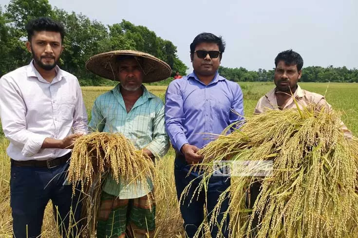 ‘নয়া দামানের’ সেই শাইল ধান কোথায়