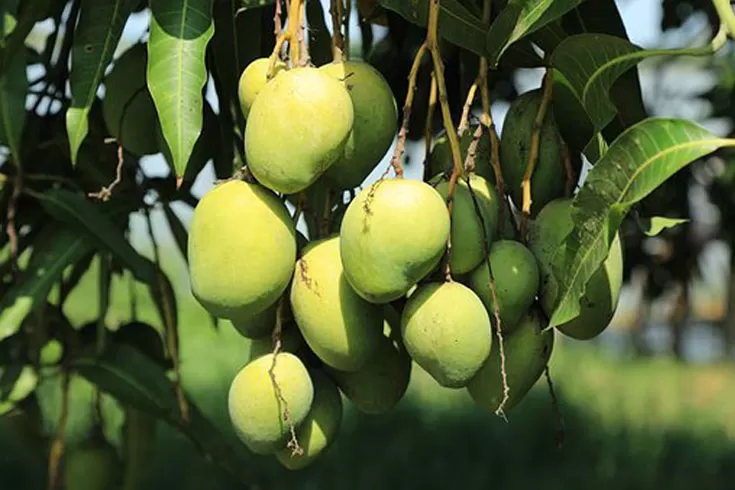 রপ্তানি-আয়ের-অন্যতম-উৎস-হবে-আম-কৃষিমন্ত্রী