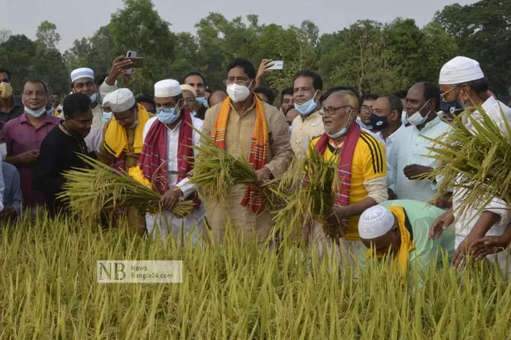 প্রায়-শতভাগ-বোরো-ধান-কাটা-শেষ-টাঙ্গাইলে-কৃষিমন্ত্রী