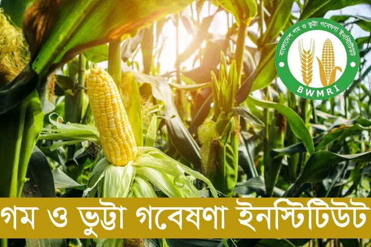 ২৫-পদে-১০১-নিয়োগ-দিচ্ছে-গম-ও-ভুট্টা-গবেষণা-ইনস্টিটিউট