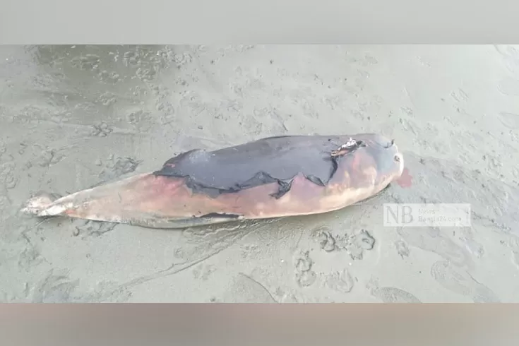তিন-ঘণ্টার-ব্যবধানে-কুয়াকাটায়-আরেকটি-মৃত-ডল‌ফিন