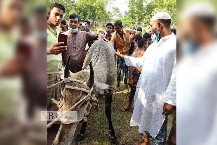 এবার-টাঙ্গাইলে-দেখা-মিলল-নীলগাইয়ের