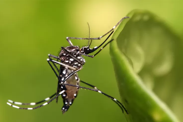 যুক্তরাষ্ট্রে-প্রথমবারের-মতো-ছাড়া-হলো-জিএম-মশা