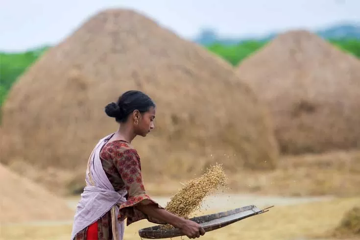 ৬৪ ভাগ বোরো কাটা শেষ: কৃষিমন্ত্রী