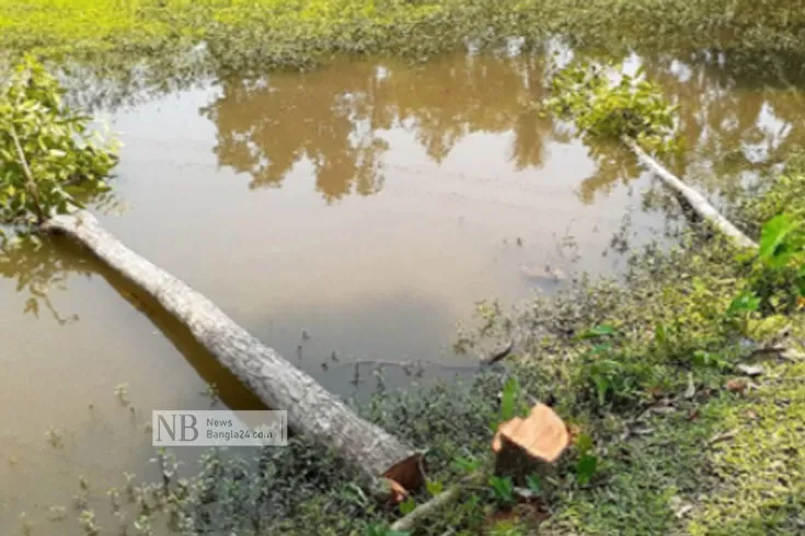 কওমি-মাদ্রাসার-নিয়ন্ত্রণ-নিয়ে-উত্তেজনা-কাটা-পড়ল-চার-গাছ