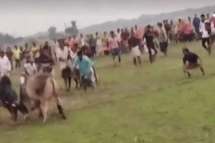 ইউপি-চেয়ারম্যানের-বাড়ির-সামনে-ষাঁড়ের-লড়াই-জনসমাগম-