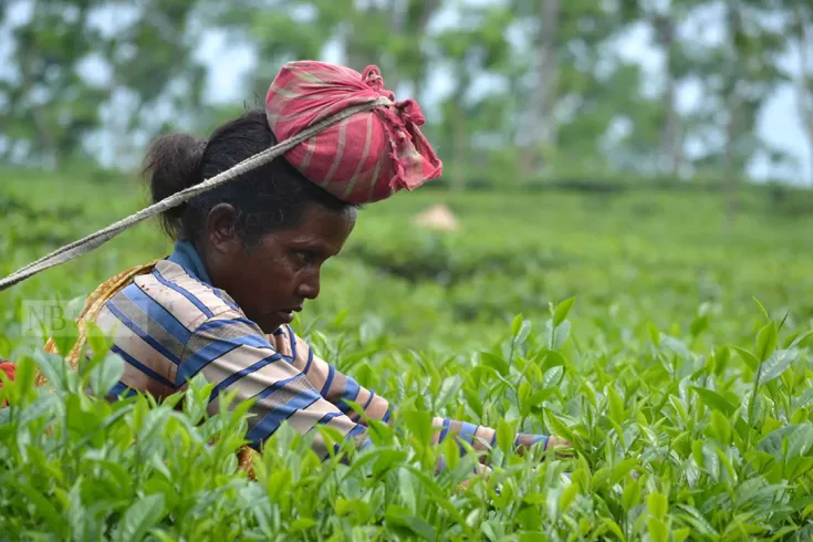 যে-জীবন-চা-শ্রমিকদের