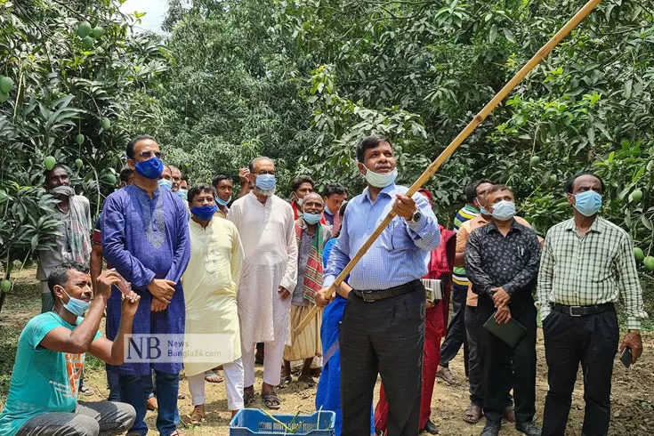 নাটোরের বাজারে পাকা আম 