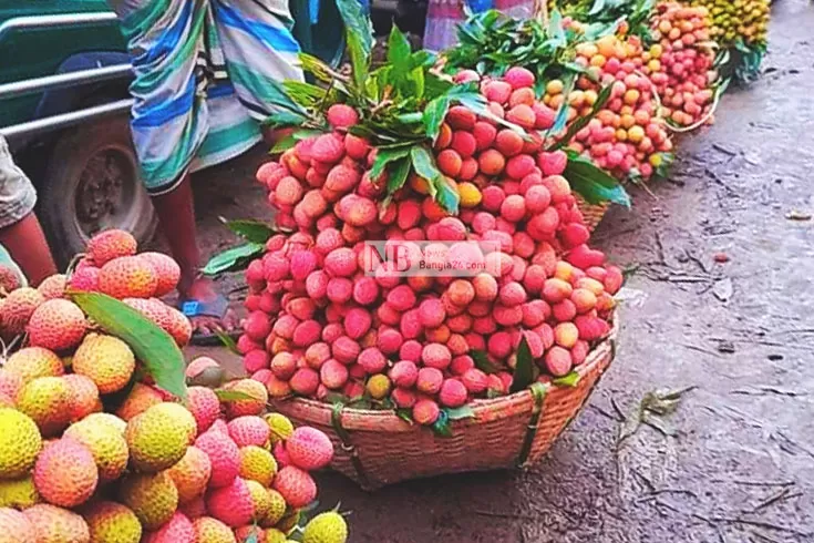 দুই ঘণ্টায় ৩০ লাখ টাকার লিচু বিক্রি