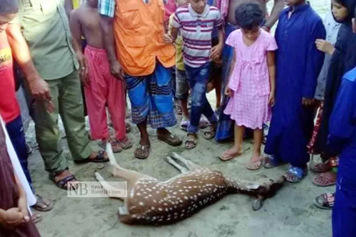 কুকুরের-তাড়া-খেয়ে-মারা-গেল-হরিণ