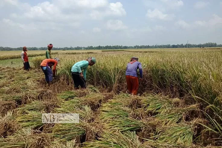 ঘূর্ণিঝড়-ইয়াস-ধান-কেটে-ঘরে-তুলছেন-কৃষকেরা