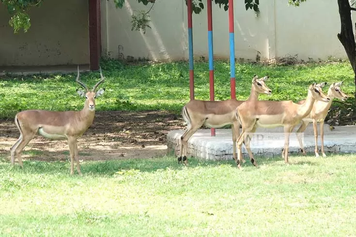 একান্ত সময়ে চিড়িয়ার রোমান্টিক মুড