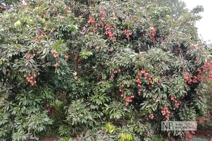 তাপে ফাটছে গাছের লিচু, চিন্তায় কৃষক