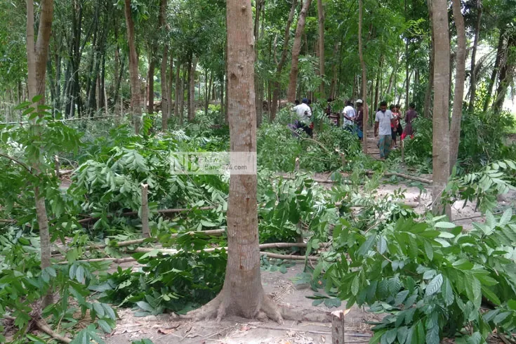 বিরোধের-ঝাল-গাছের-ওপর