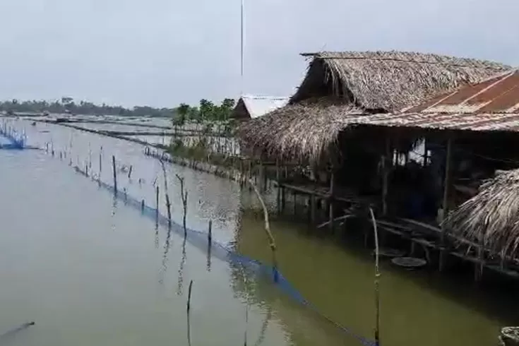 বাগেরহাটে ভেসে গেছে ৫ হাজার চিংড়িঘের