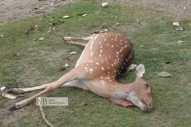 ইয়াস-জোয়ারে-ভেসে-এলো-৬টি-হরিণ