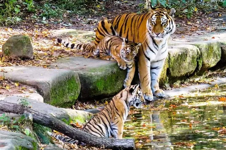 চট্টগ্রামে বেড়ে উঠছে ‘বাইডেন’