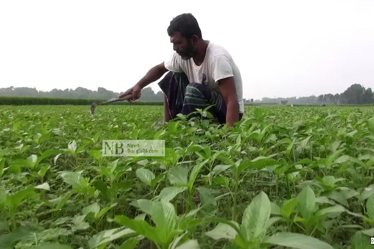 দেশে পাট থেকে নতুন অ্যান্টিবায়োটিক