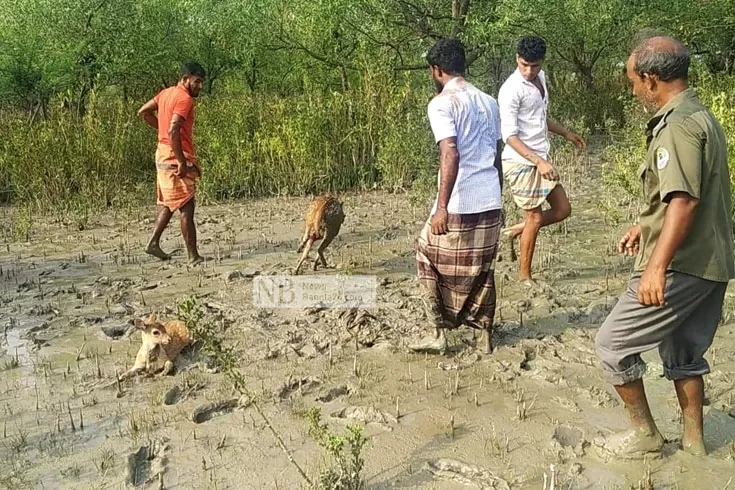 বনে ফিরল দুই হরিণ শাবক