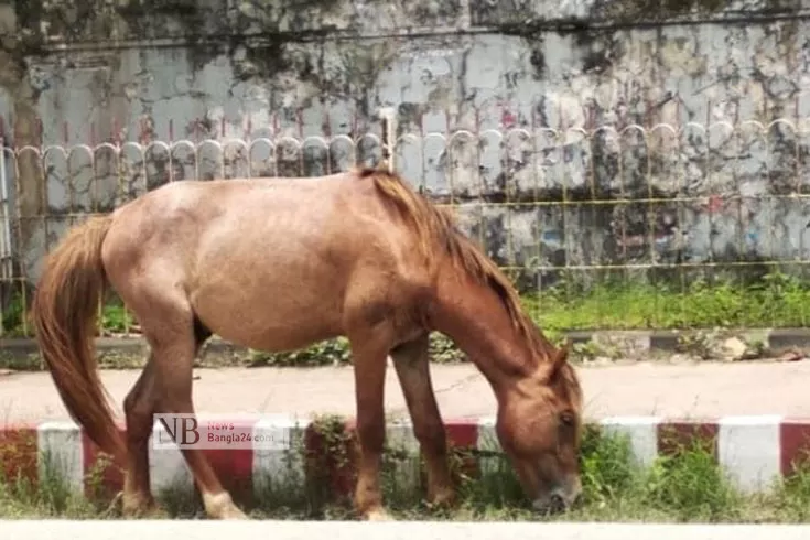 ঘোড়ার দেখভাল নিশ্চিতে আইনি নোটিশ