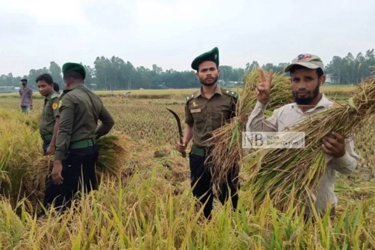 গরিব-কৃষকের-ধান-কেটে-দিলেন-আনসাররা