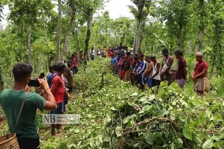 খাসিয়াদের পানগাছ কেটে বরজ তছনছ