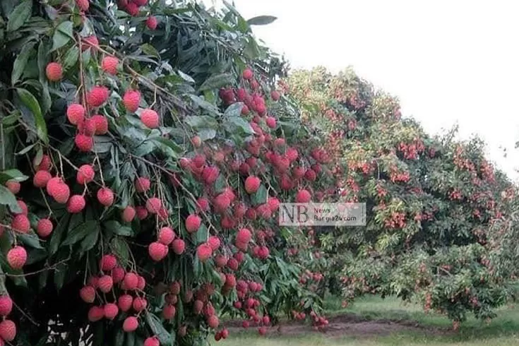 এসপির নির্দেশে বেচা হলো সেই বাগানের লিচু