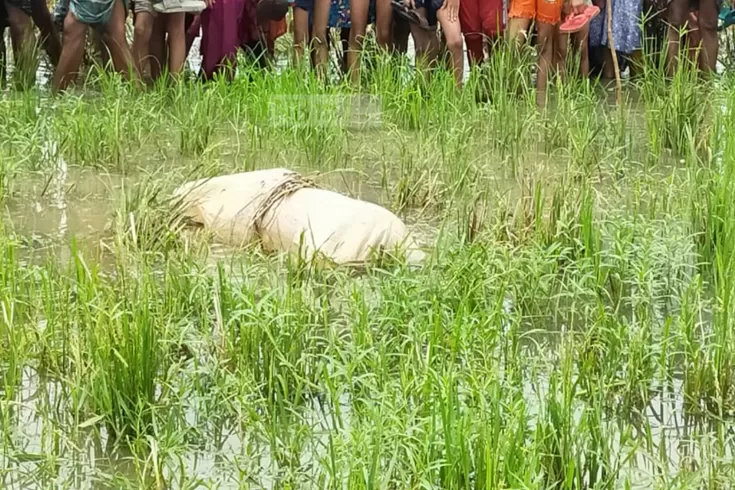 ধানক্ষেতে-মিলল-নিখোঁজ-কলেজছাত্রীর-মরদেহ