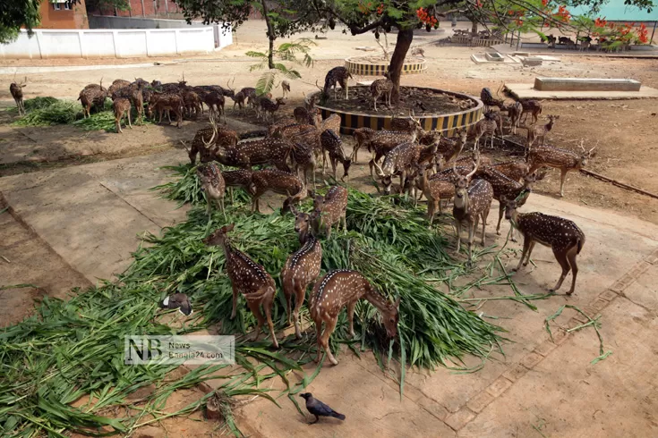 জাতীয় চিড়িয়াখানা হবে ‘এক খণ্ড সুন্দরবন’