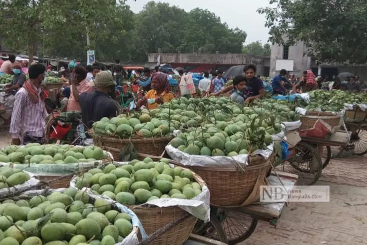 ক্ষীরশাপাতিতে জমে উঠছে আমের বাজার