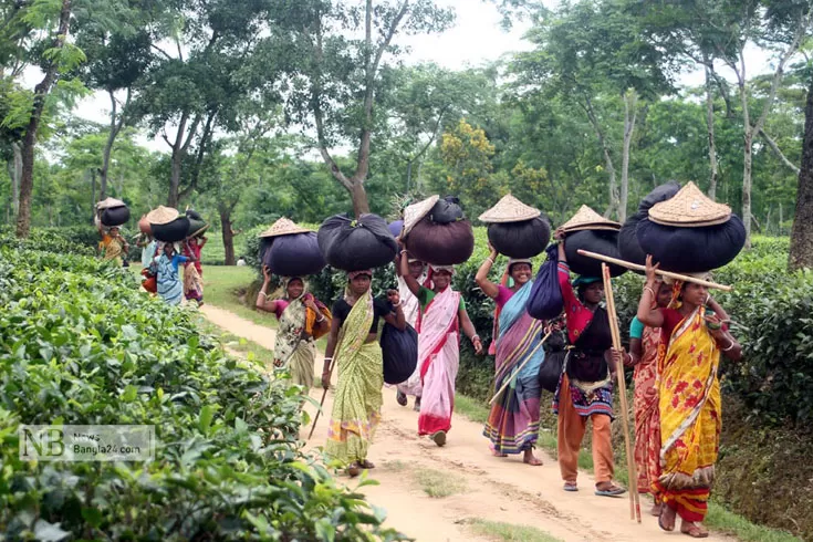 এবারের বাজেটেও হতাশ চা শ্রমিকরা