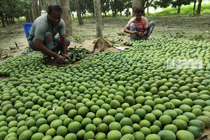 মেহেরপুরের-আমের-বাজারে-উৎসবের-আমেজ