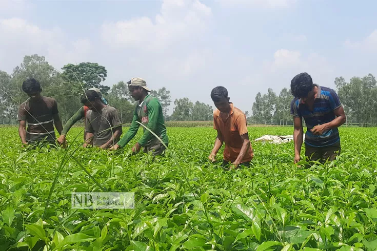 জীবন-বদলালেও-ন্যায্য-দামের-শঙ্কা