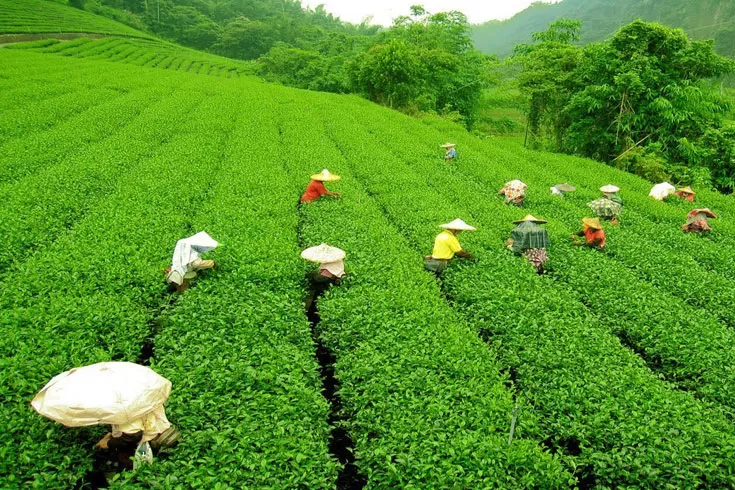 চার-বছরে-চায়ের-উৎপাদন-দেড়গুণ-চায়-সরকার