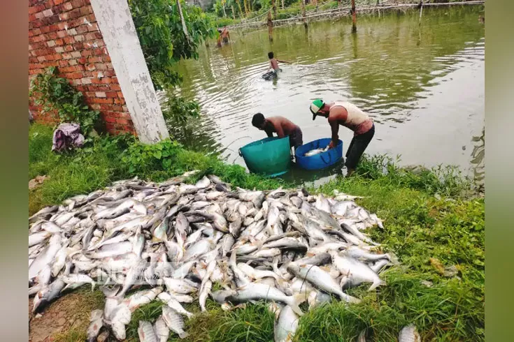 পুকুরে নেমে দেখেন পাঙ্গাশ মরা 