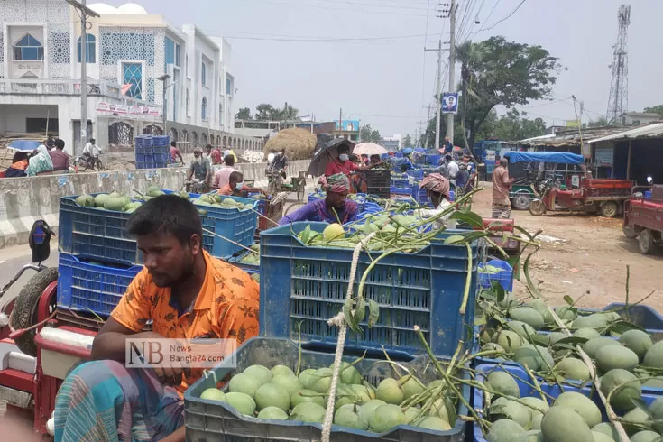 আমের ক্রেতা নেই, বড় ক্ষতির মুখে চাষি