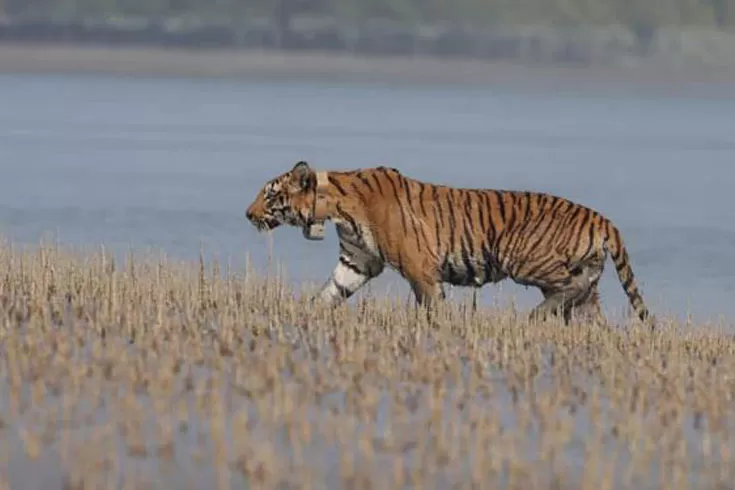 শত-কিলোমিটার-পেরিয়ে-বাংলাদেশে-ভারতের-বাঘ