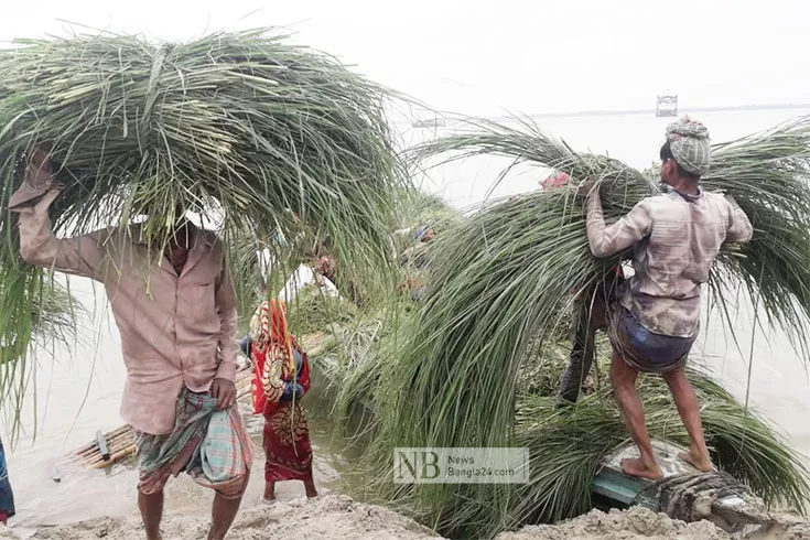 গোখাদ্যের সন্ধানে উত্তাল পদ্মা পাড়ি