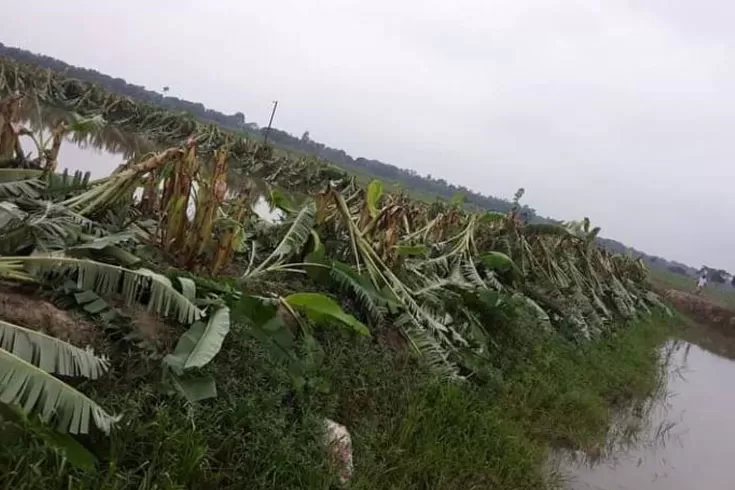 রাতের আঁধারে ১৬ বিঘা জমির ফসল কর্তন