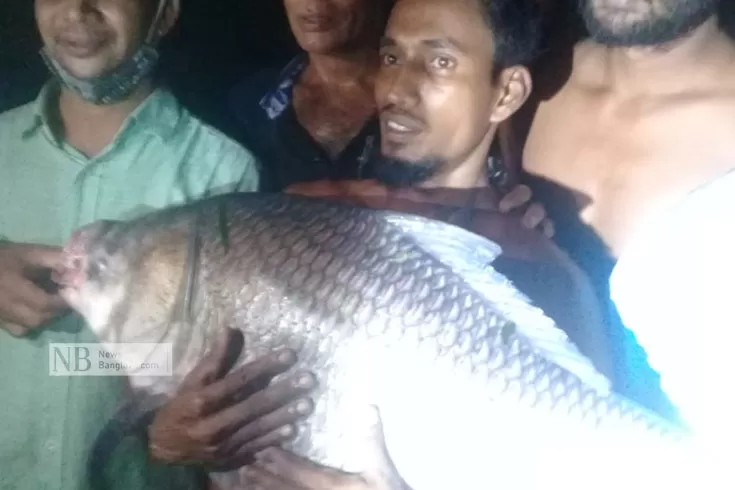 বড়শিতে-ধরা-৩৩-কেজির-কাতল