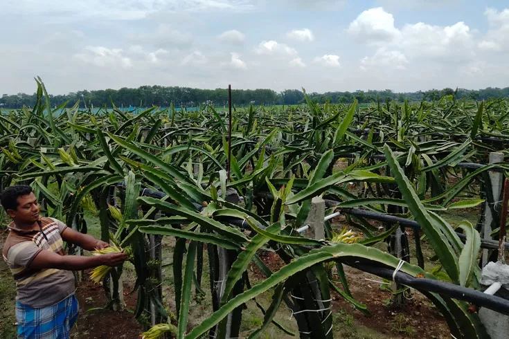 ইউটিউব দেখে ফয়েজের ড্রাগন ফল চাষ